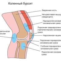 Телодерма асперум: Природный диверсант тропических лесов