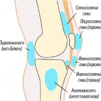 Бабуины: загадочные создания саванны и их удивительная жизнь