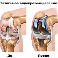 Оливковый агути: маленький путешественник тропических лесов