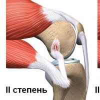 Индийский носорог: величественный гигант саванн и джунглей