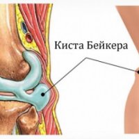 Викунья: Прекрасное животное из мира андских гор