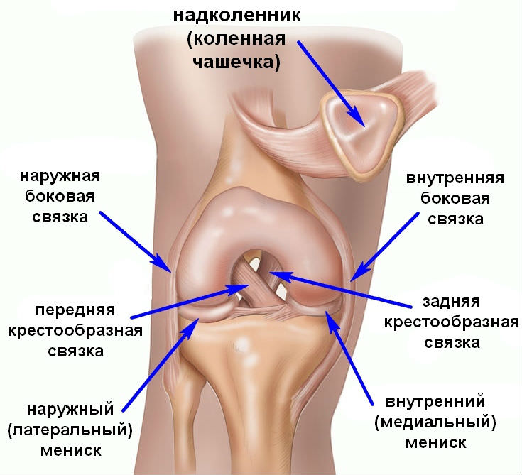 Изображение - Лигаментит медиальной коллатеральной связки коленного сустава Ligamentit-kolennogo-sustava
