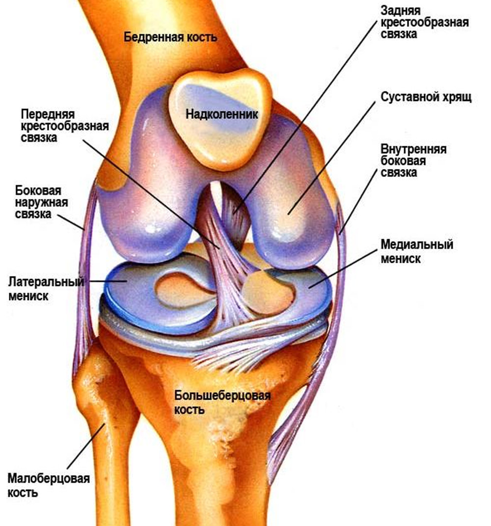 Анатомия коленного сустава