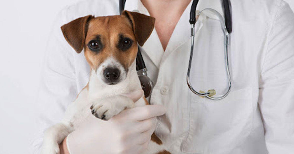 Что такое курсы ветеринарии?